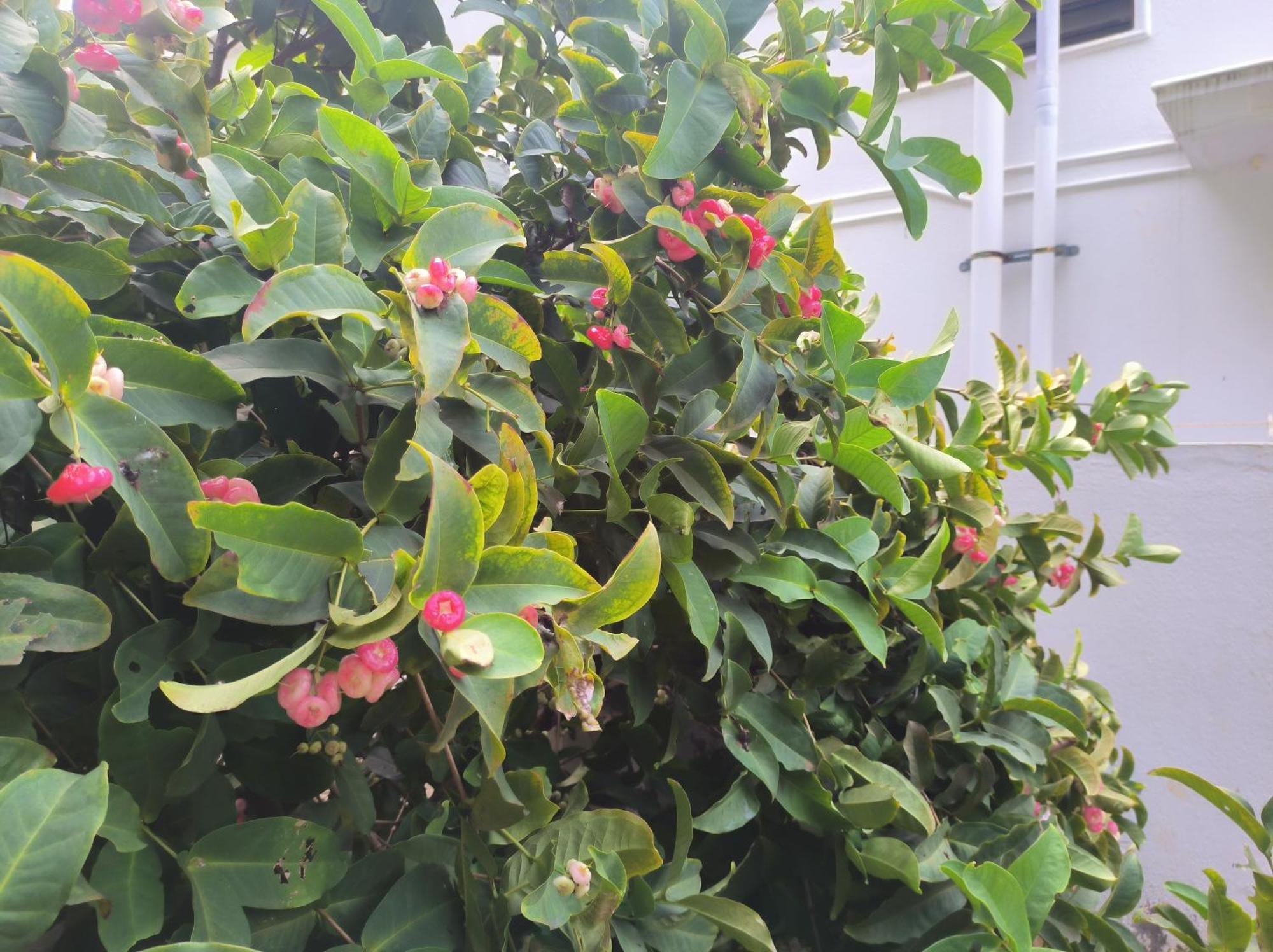 קולי הילס Kanna Garden By Bodhi Bungalows מראה חיצוני תמונה